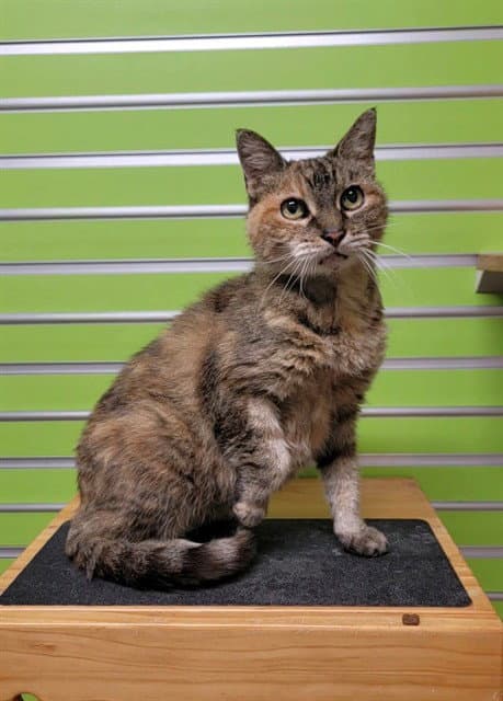 Trinity - Domestic Short Hair