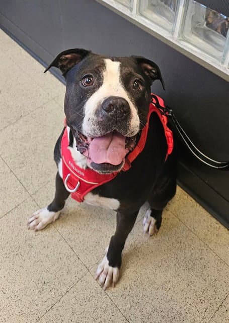 Gabbie - Pit Bull Terrier