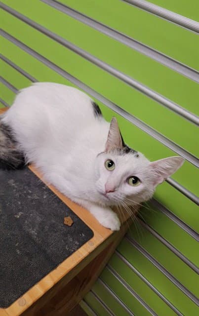 Tarra - Domestic Short Hair