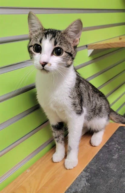 Adalyn - Domestic Short Hair