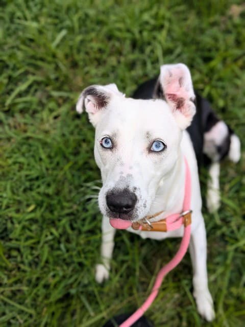 Pearl - Pit Bull Terrier