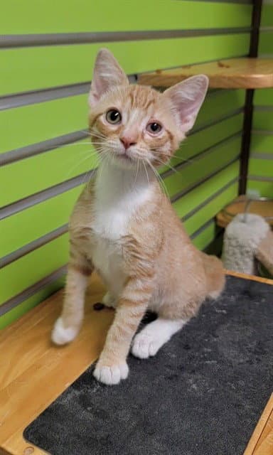 Sparrow - Domestic Short Hair