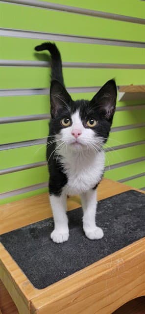 Harlan - Domestic Short Hair