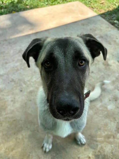 Chief - Anatolian Shepherd