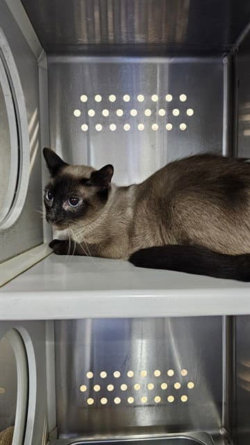 Ophelia - Domestic Short Hair