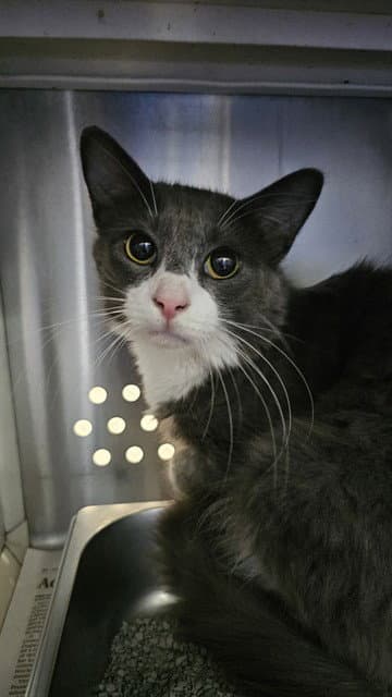 Thomas - Domestic Short Hair
