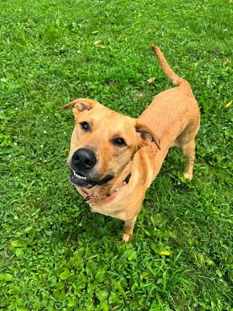 Jocko - Labrador Retriever