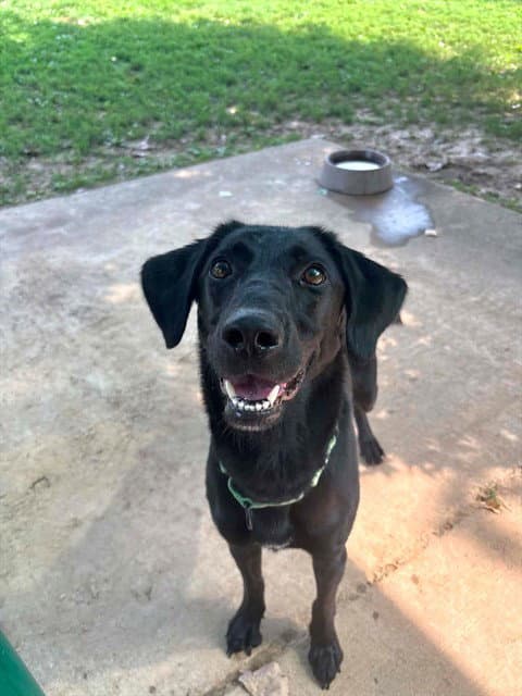 Coco - Labrador Retriever