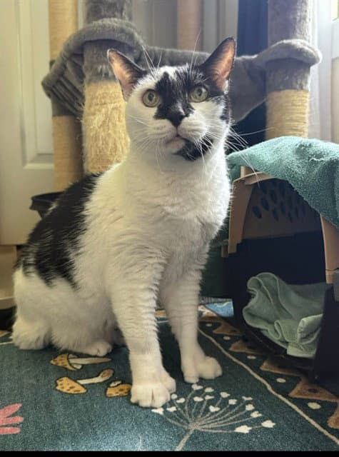 Bailey Rae - Domestic Short Hair