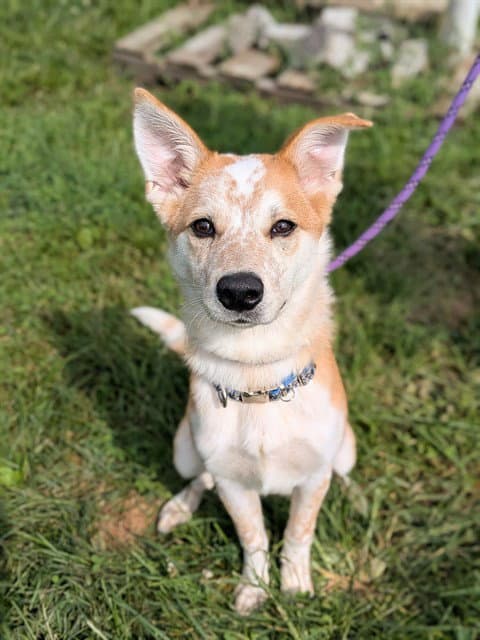 Beans - Australian Cattle Dog/Blue Heeler