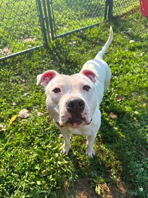 Casper - Pit Bull Terrier