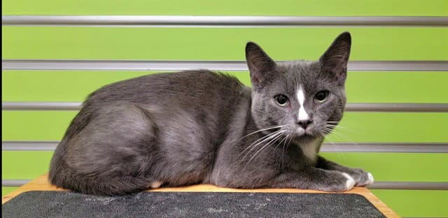 Chatterbox - Domestic Short Hair