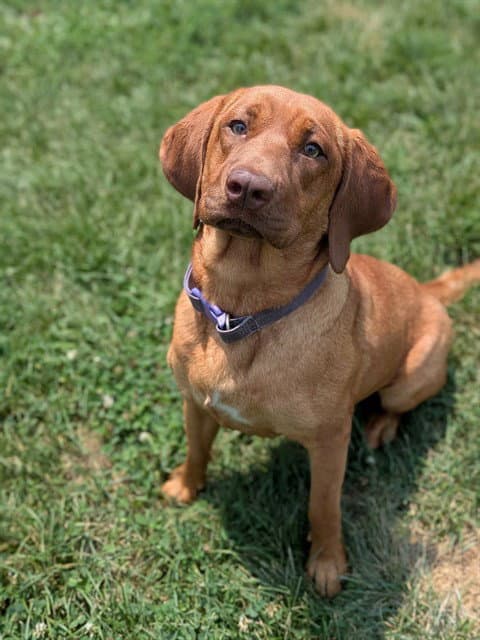 Ruby - Bloodhound