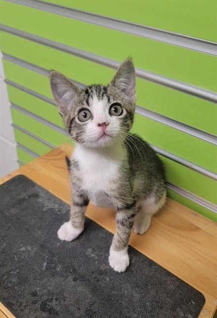 Wilhelmina - Domestic Short Hair