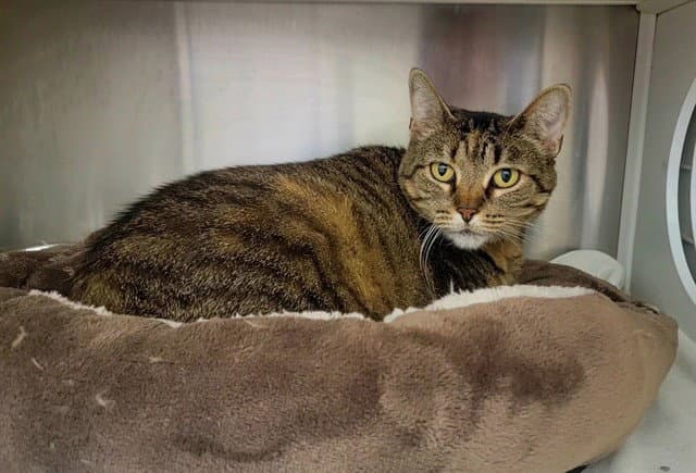 Mama Flood - Domestic Short Hair