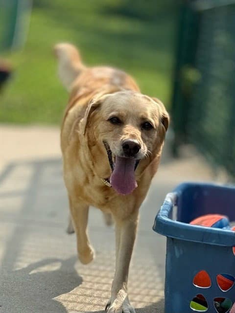 Ginger - Labrador Retriever