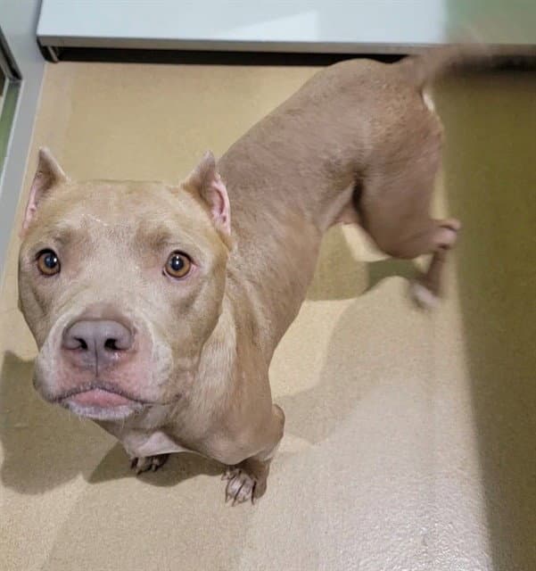 Merri - Pit Bull Terrier