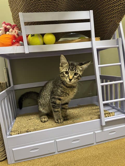 Fuzz Lightyear - Domestic Short Hair