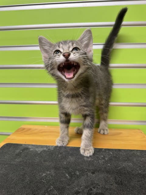 Rep - Domestic Short Hair