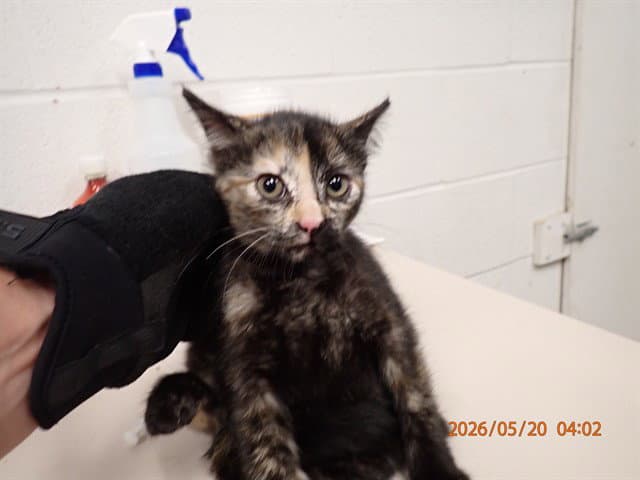 Mackerel - Domestic Short Hair