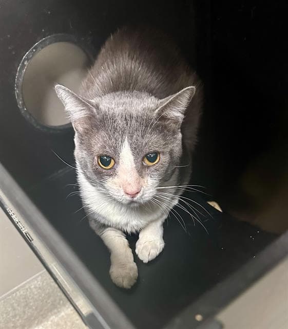 Gavin - Domestic Short Hair