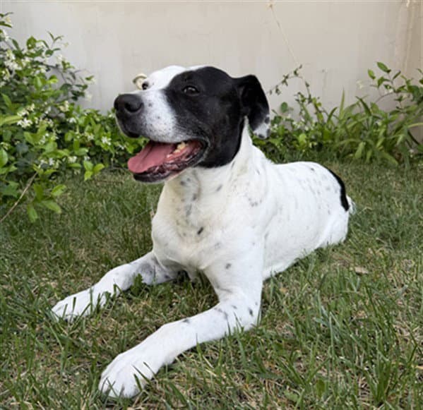Gotti - Pit Bull Terrier