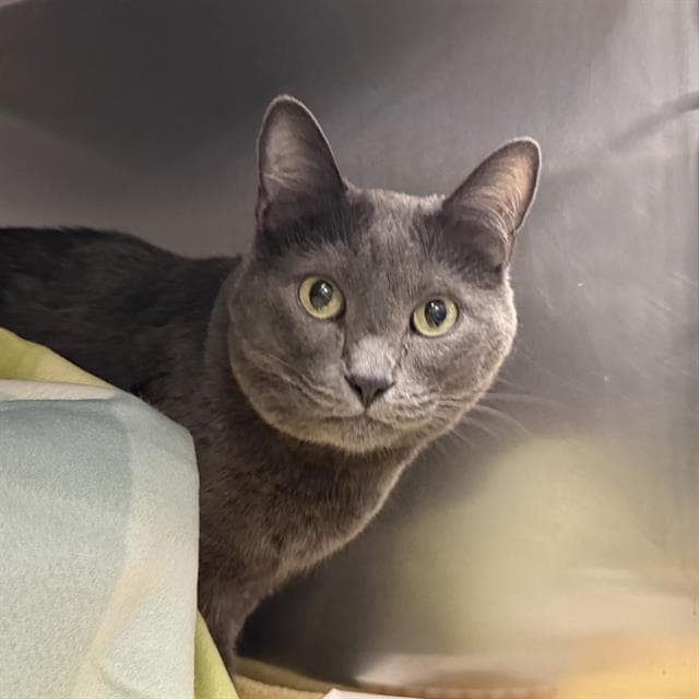 Jango - Domestic Short Hair
