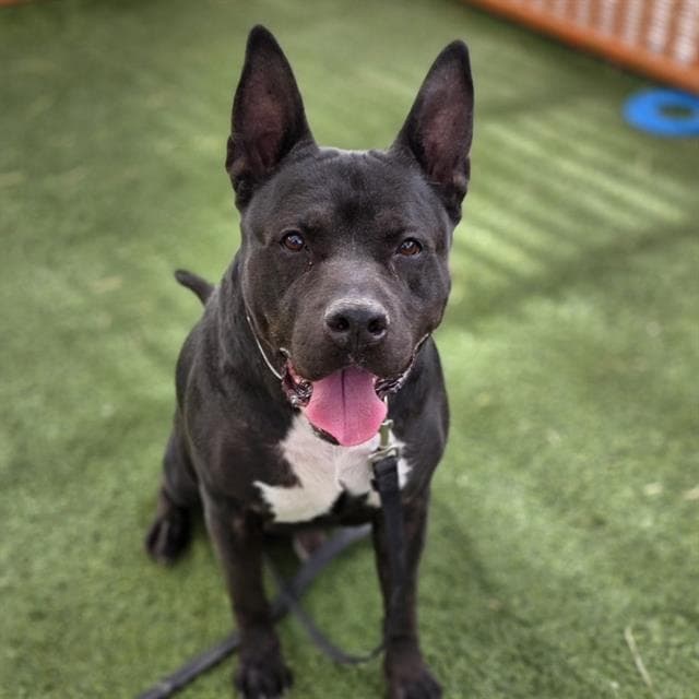 Han Solo - Pit Bull Terrier