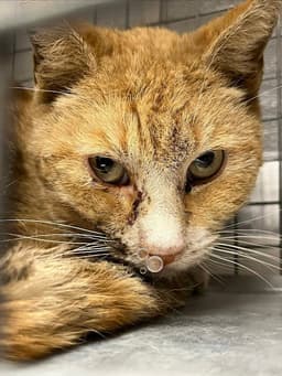 Gus image 1
