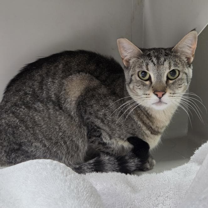 Stripes - Domestic Medium Hair