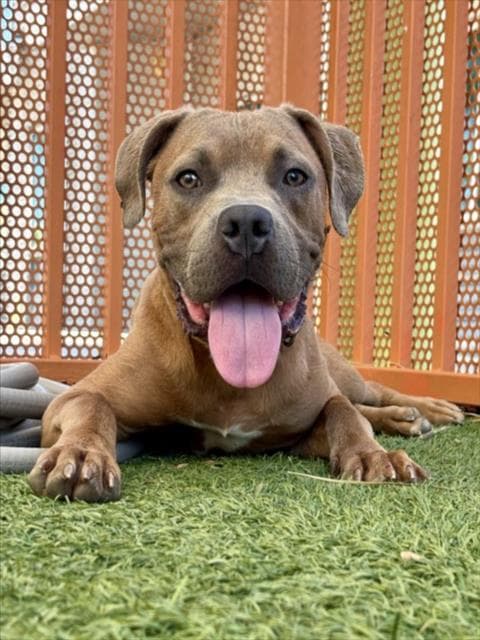 Pajamas - Pit Bull Terrier