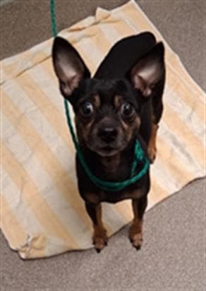 Bart - Chihuahua