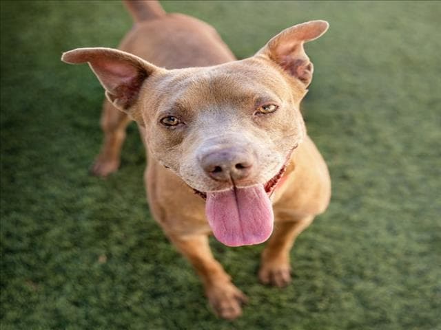 Paco - Pit Bull Terrier