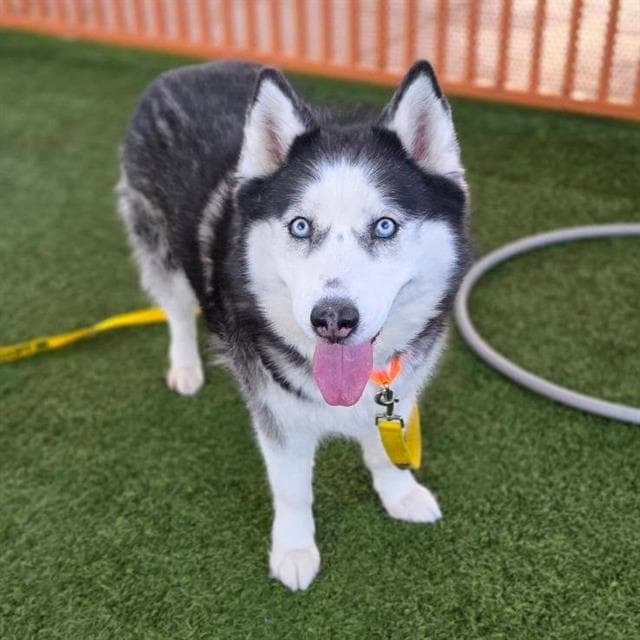 Belle - Siberian Husky