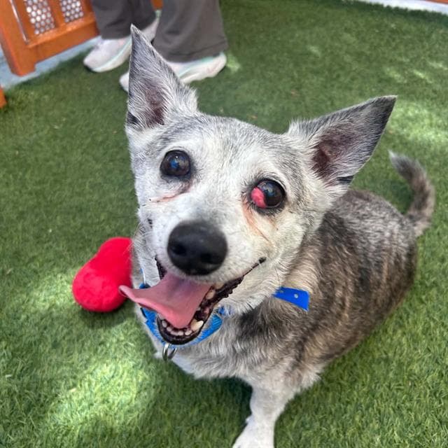 Sebastian - Chihuahua