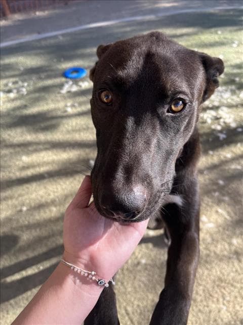 Chopper - Belgian Shepherd Malinois