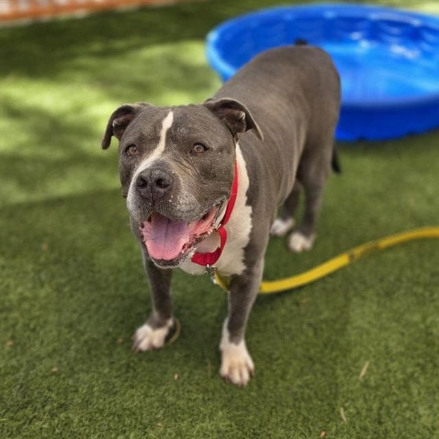 Drizzle - American Pit Bull Terrier
