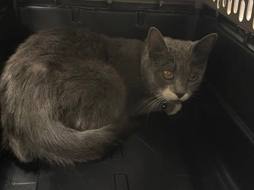 Marabeth - Domestic Short Hair