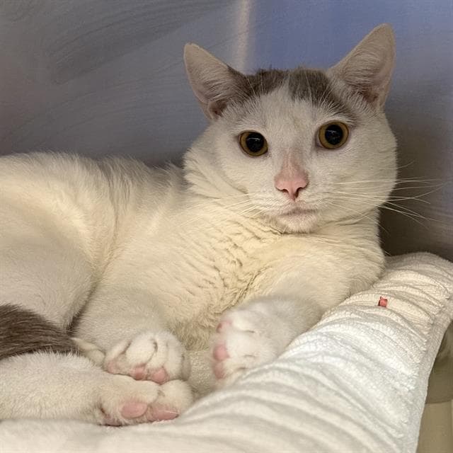 Tiddle Winks - Domestic Short Hair