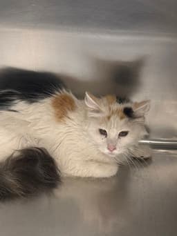 Raisinette image 1
