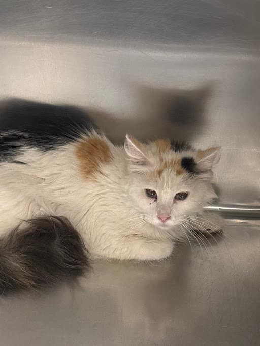 Raisinette - Domestic Medium Hair