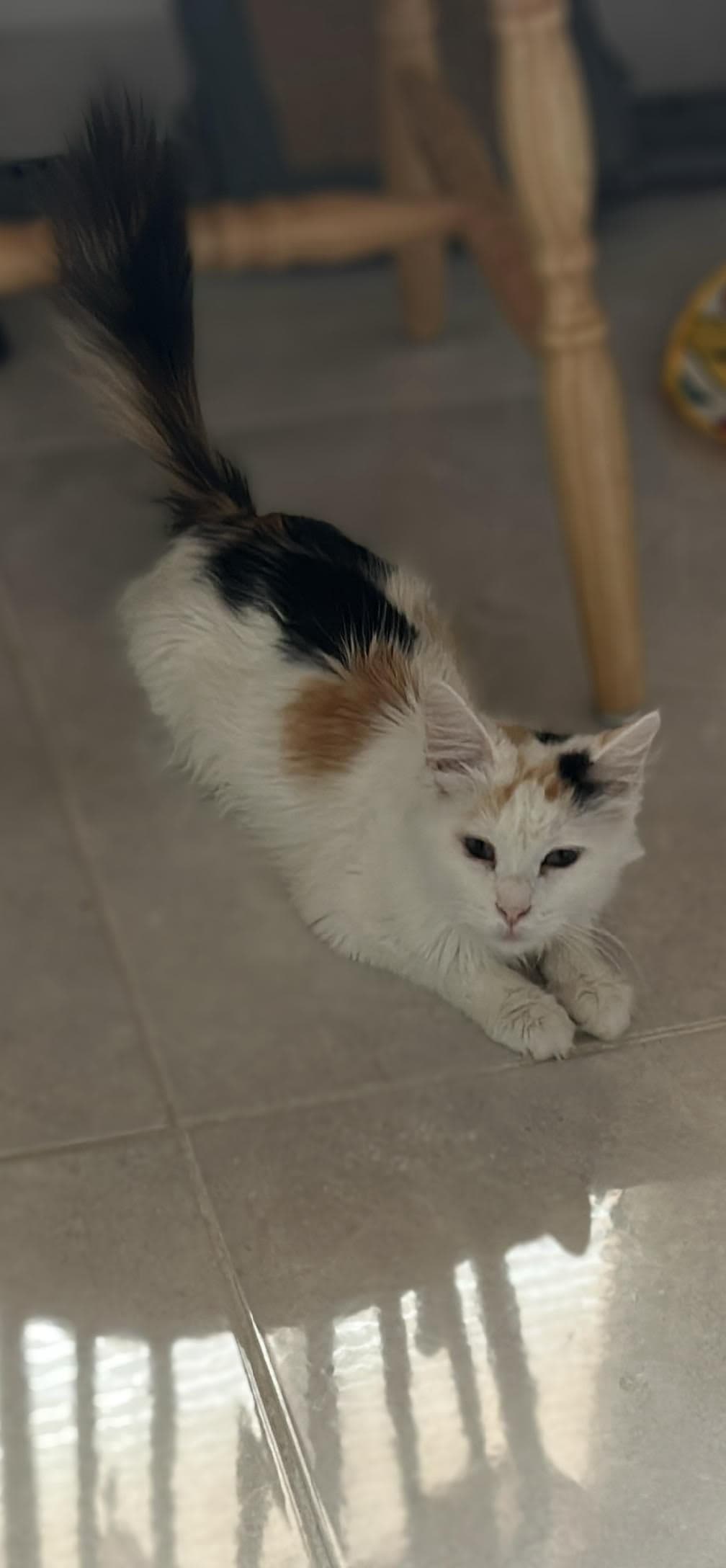 Raisinette - Domestic Medium Hair