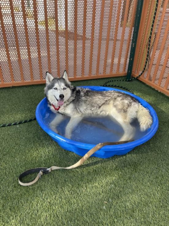 Nala - Husky