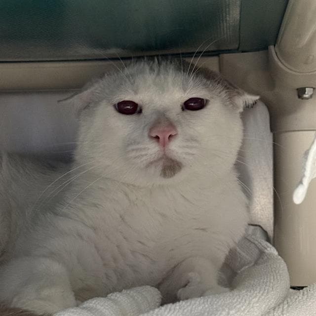 Roundy Doundy - Domestic Short Hair