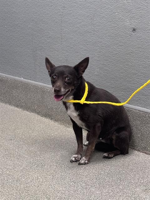 Darla - Chihuahua