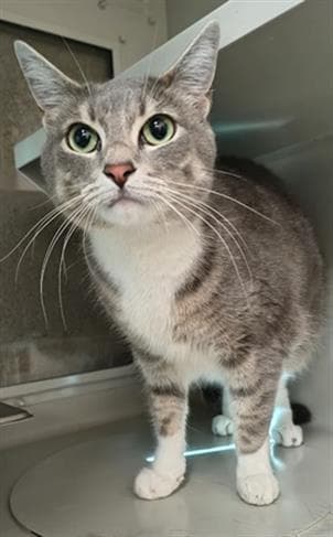 Miyuki - Domestic Short Hair