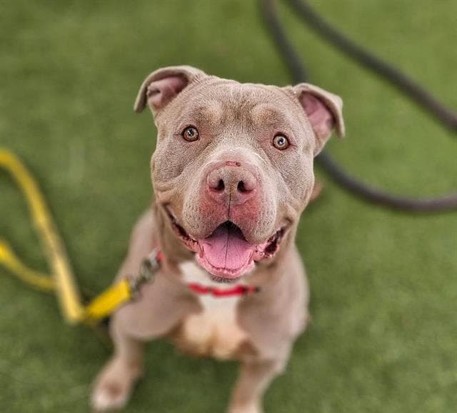 Kita - Pit Bull Terrier