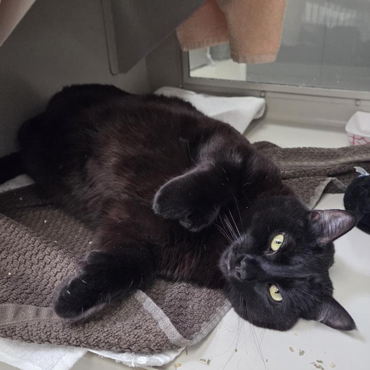 Beans - Domestic Short Hair