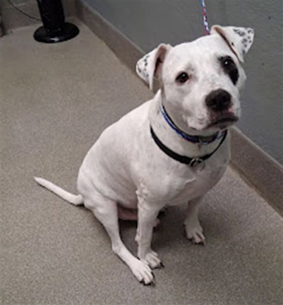 Thor - Dogo Argentino