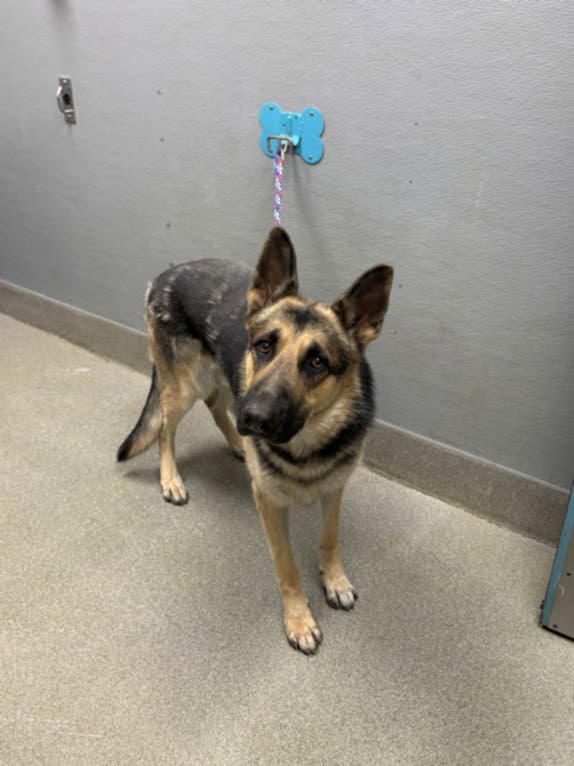 Taz - German Shepherd Dog